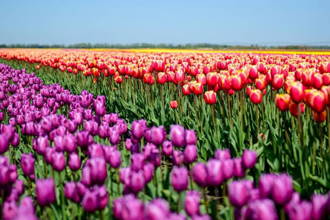 «Прованс по-белорусски: Тюльпаны и Замок»